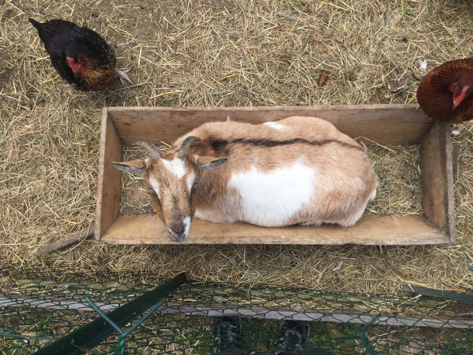 chevre2017