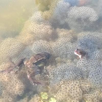 Grenouilles