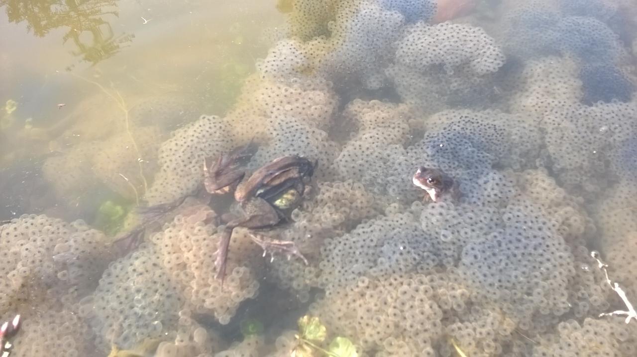 Grenouilles